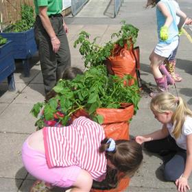 fwthumbCharlton Potato harvesting July 4th 2012 002.jpg
